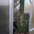 A Virtual Greenhouse & Sales Tour