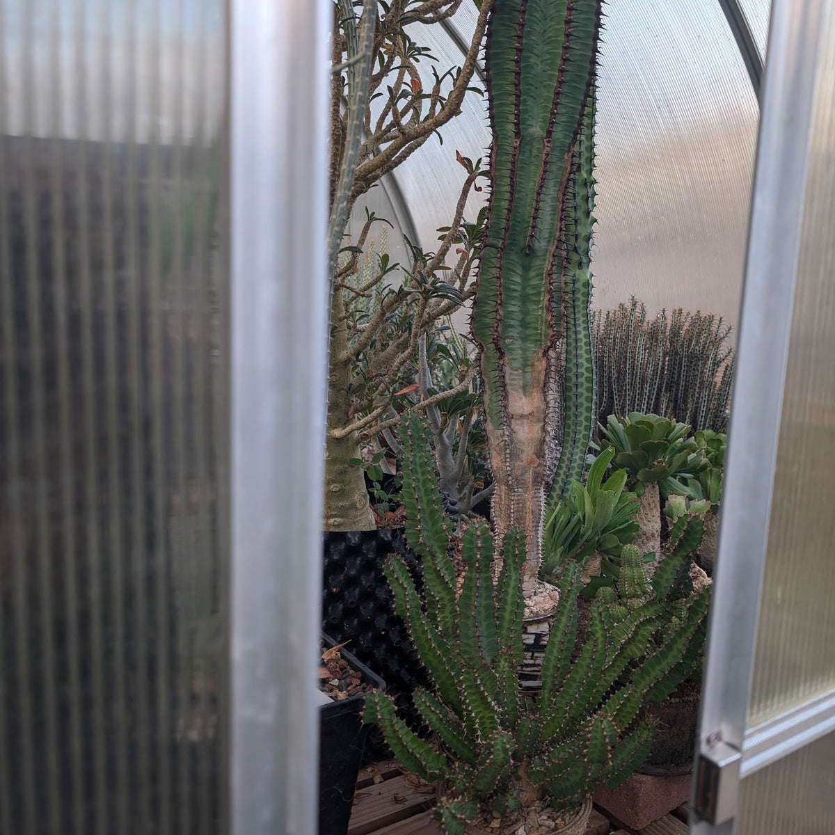 A Virtual Greenhouse & Sales Tour