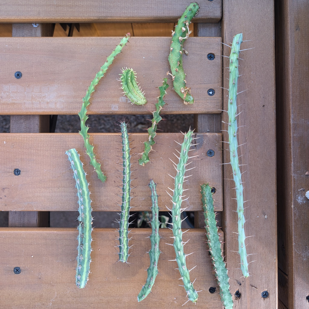 5 Euphorbia Cuttings!
