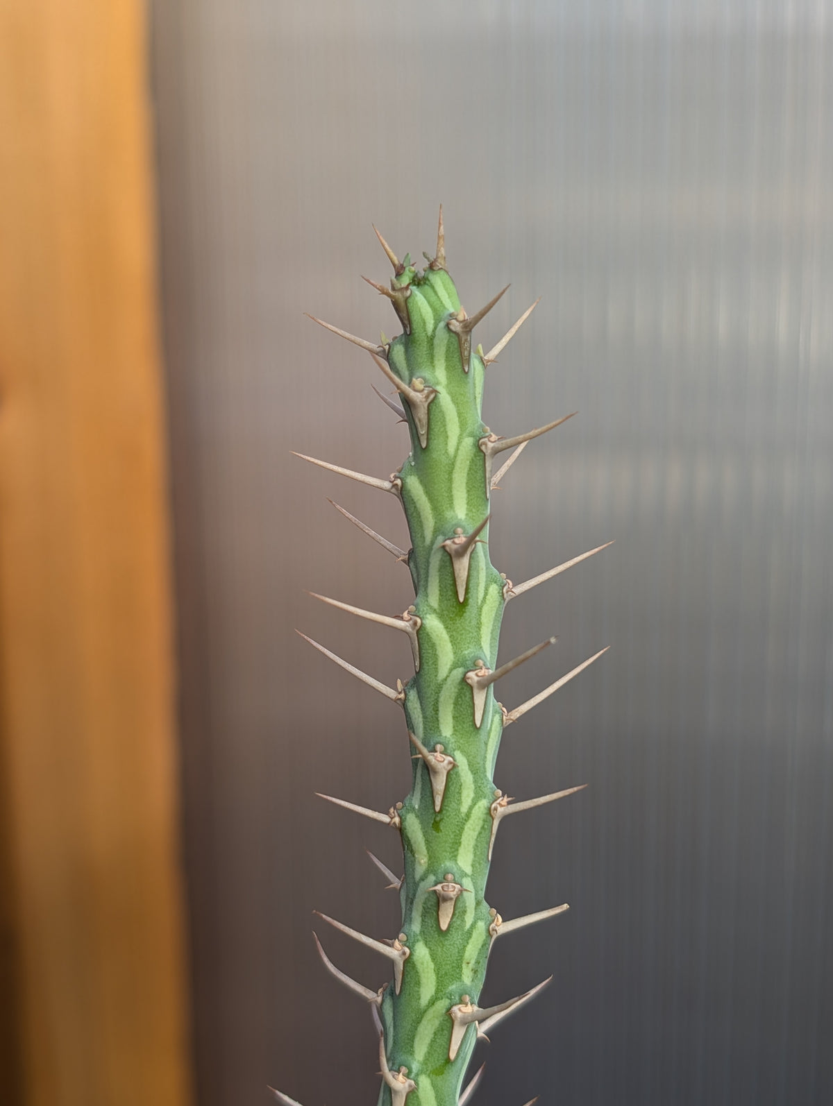 5 Euphorbia Cuttings!