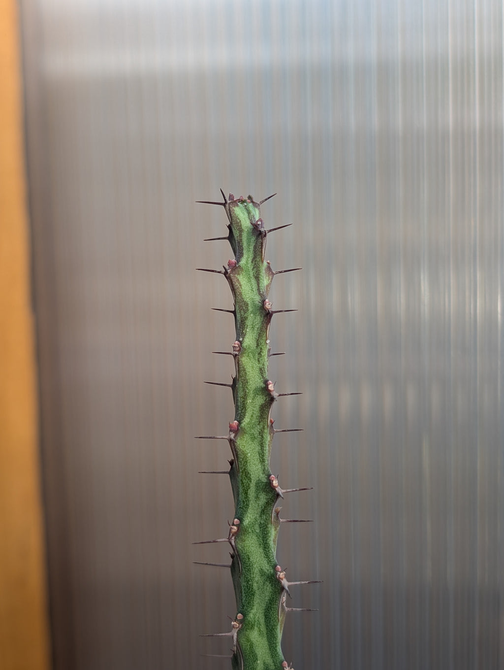 5 Euphorbia Cuttings!
