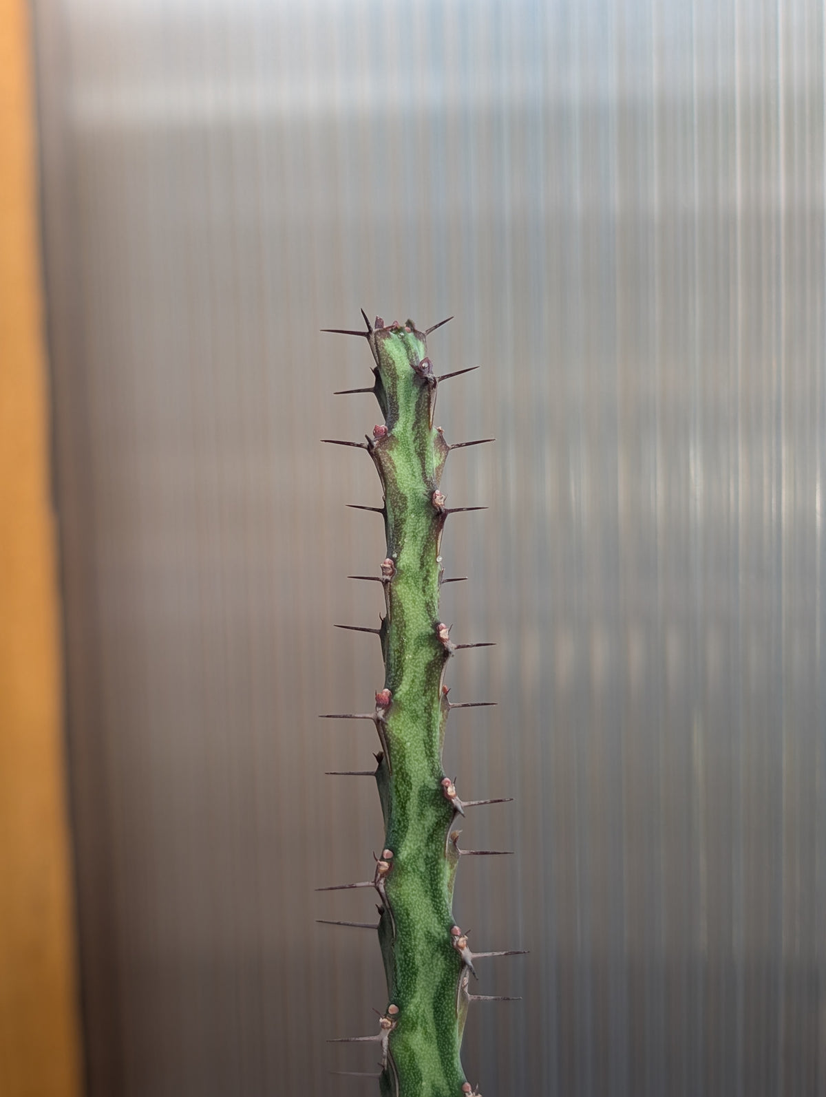 5 Euphorbia Cuttings!