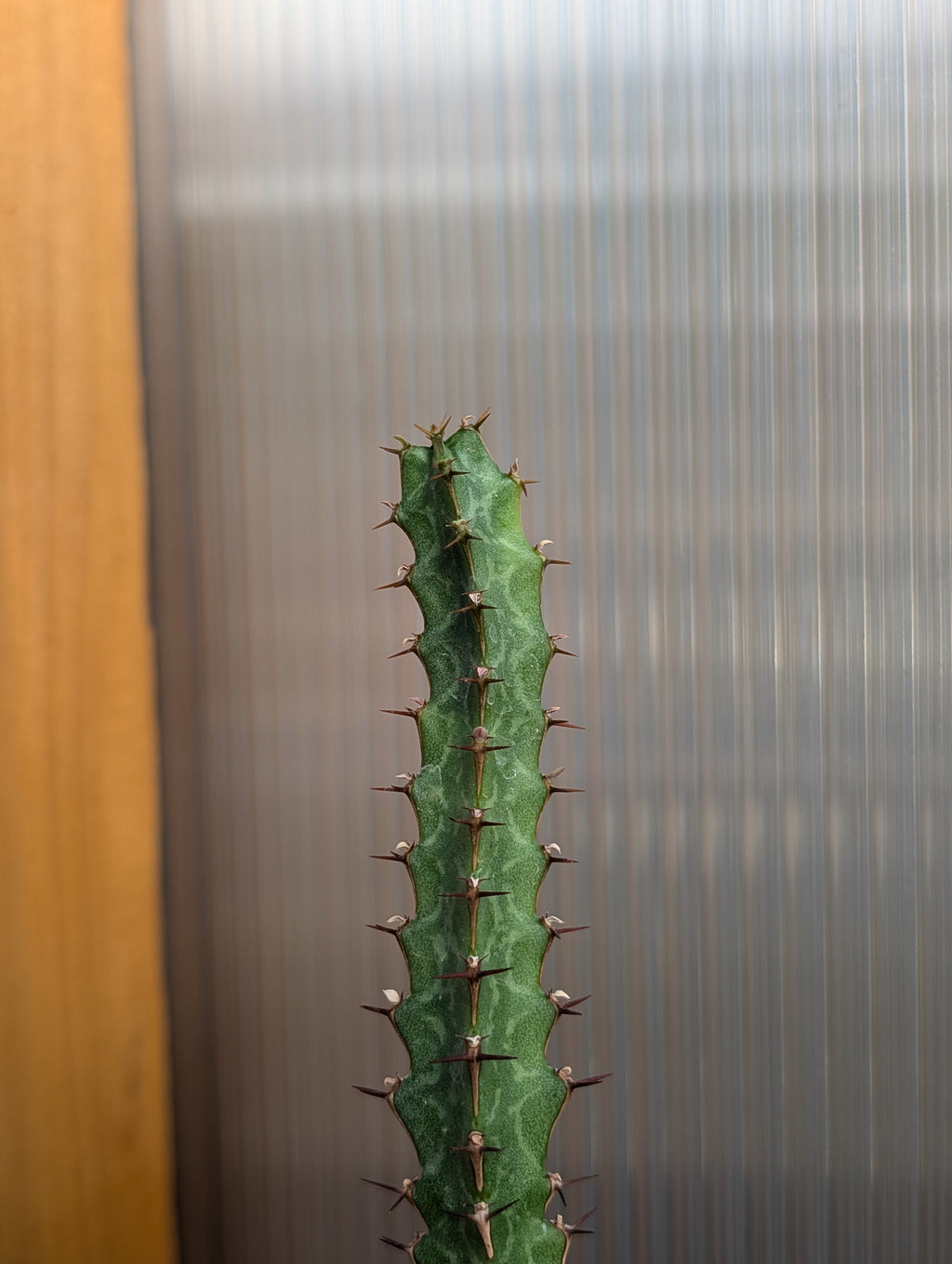 5 Euphorbia Cuttings!