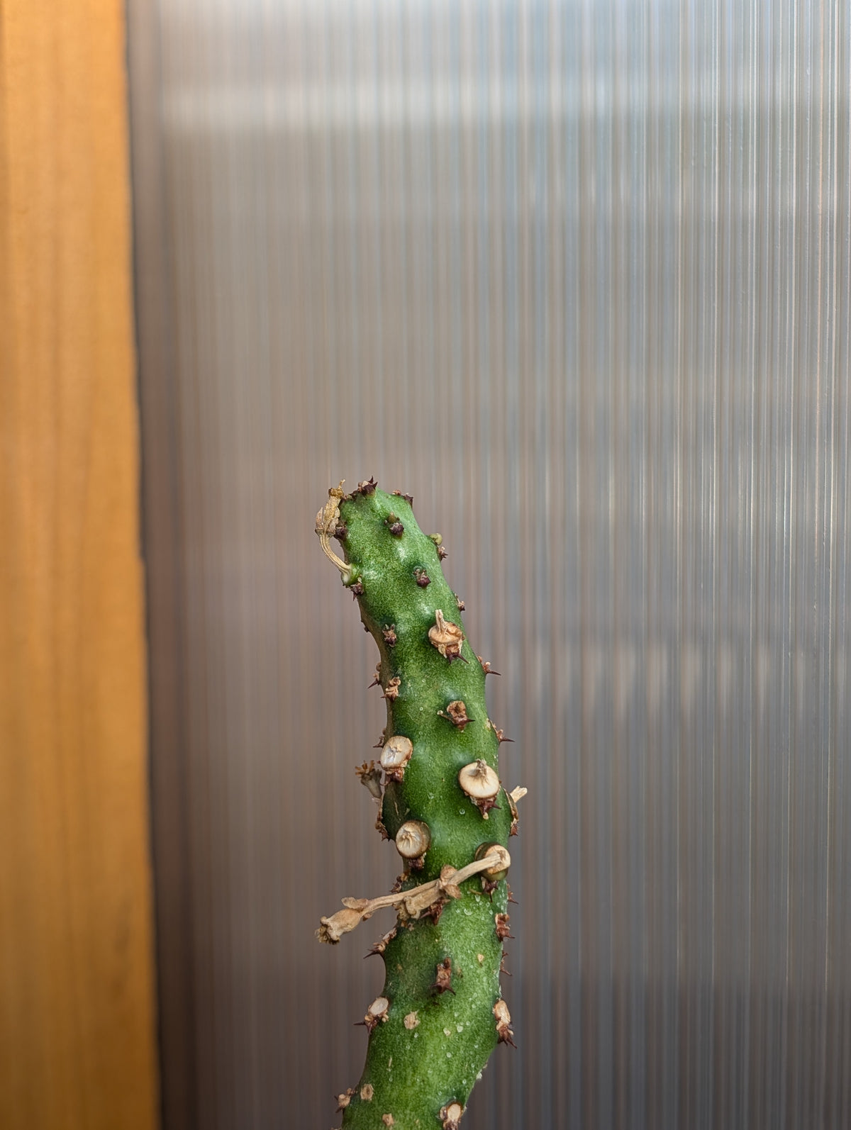 5 Euphorbia Cuttings!