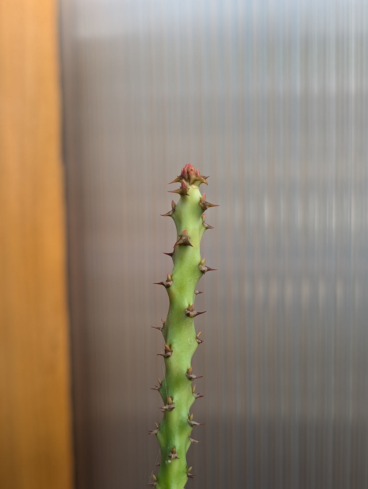 5 Euphorbia Cuttings!