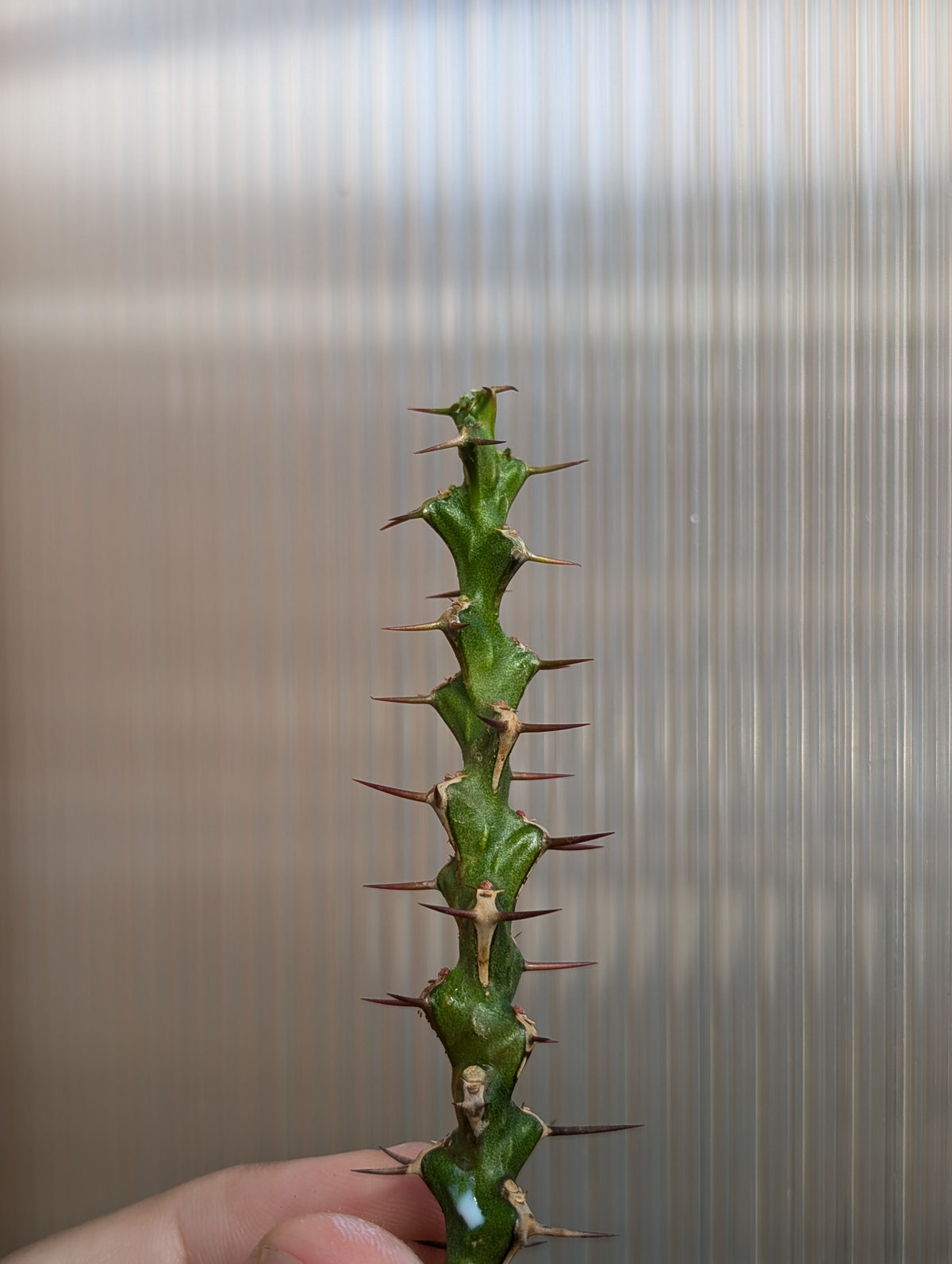 5 Euphorbia Cuttings!