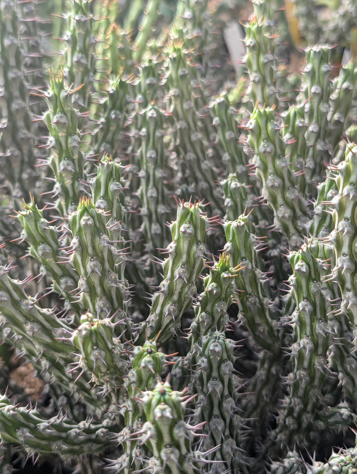 5 Euphorbia Cuttings!