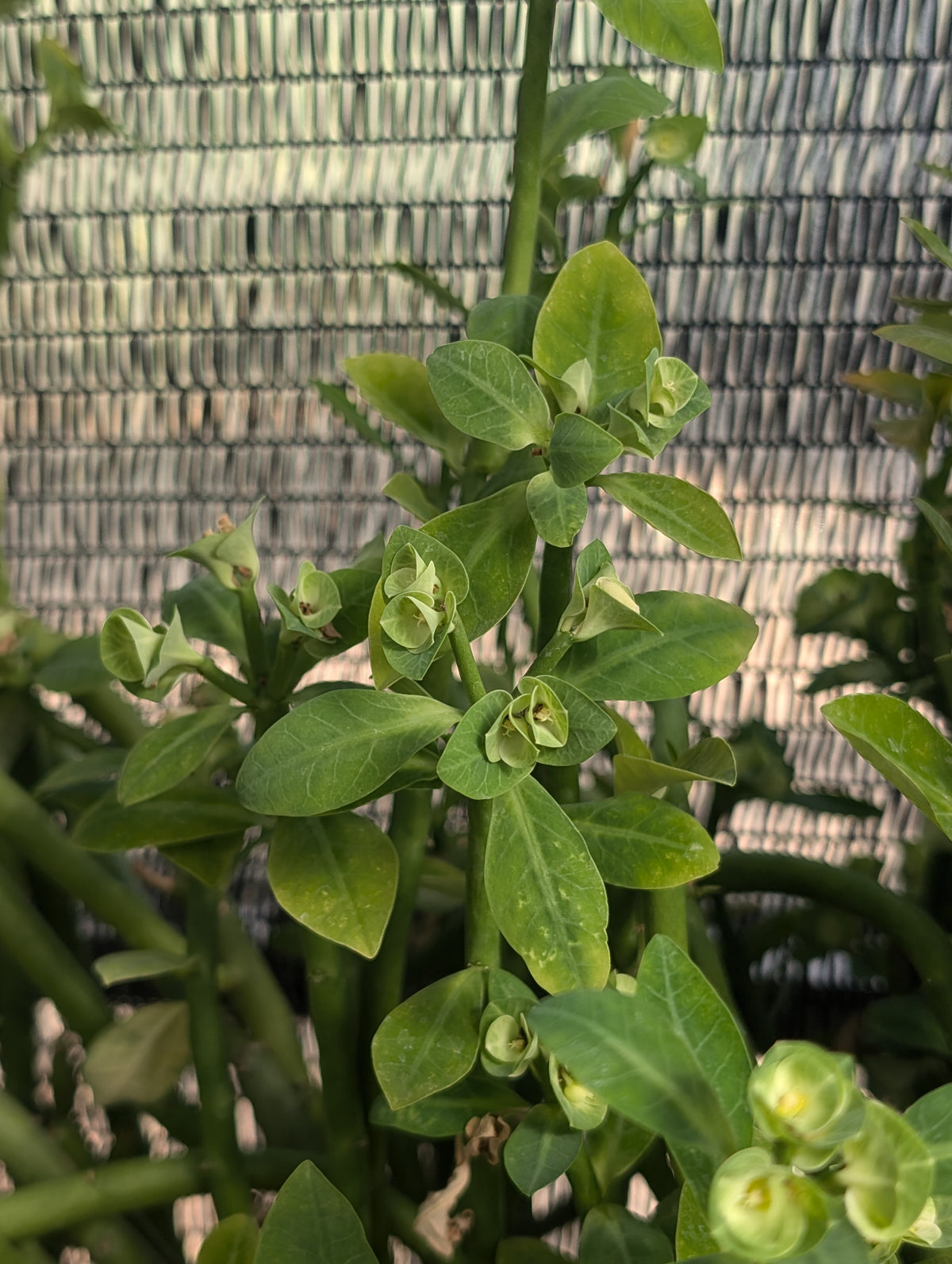 5 Euphorbia Cuttings!