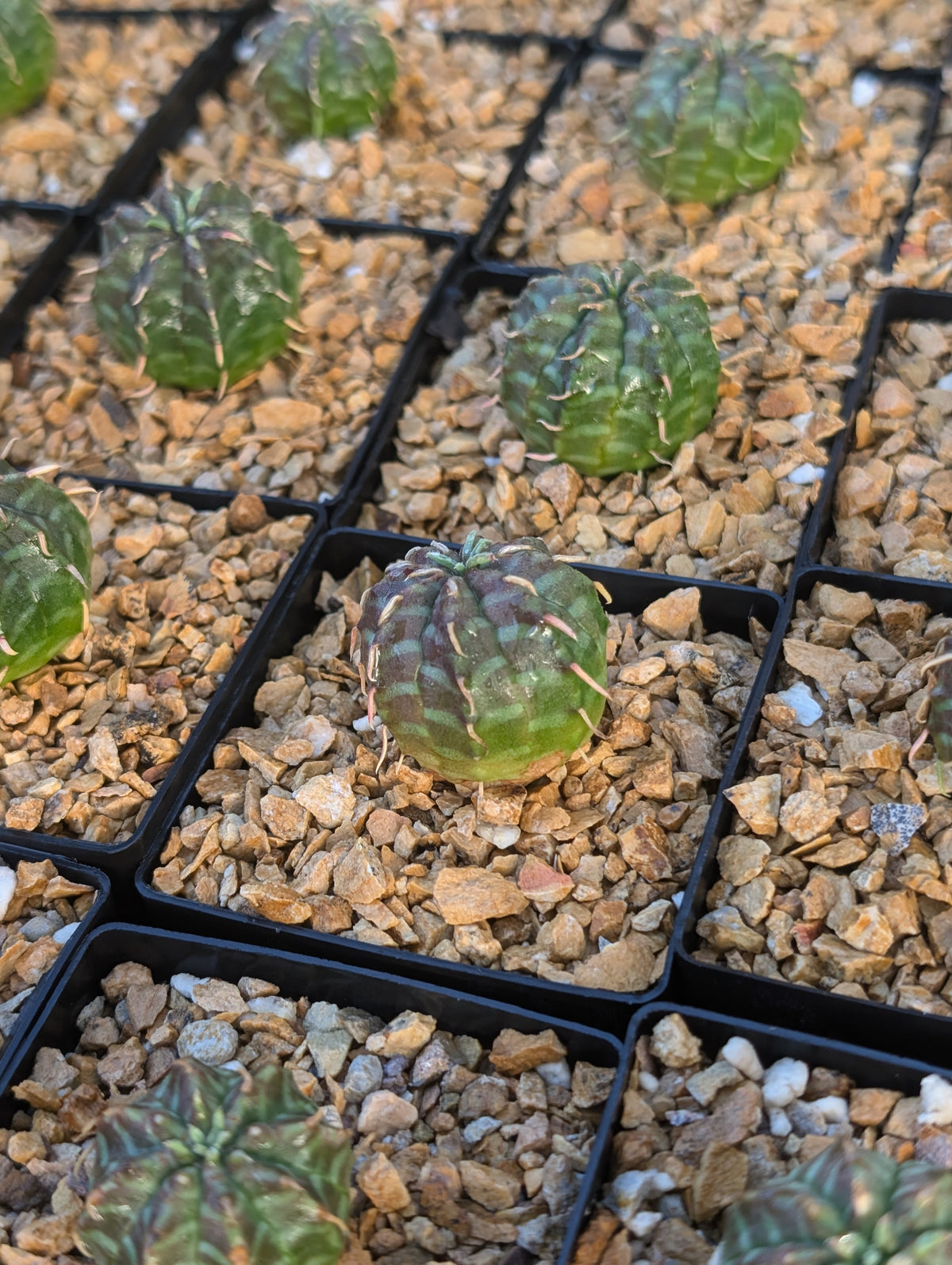 Euphorbia meloformis