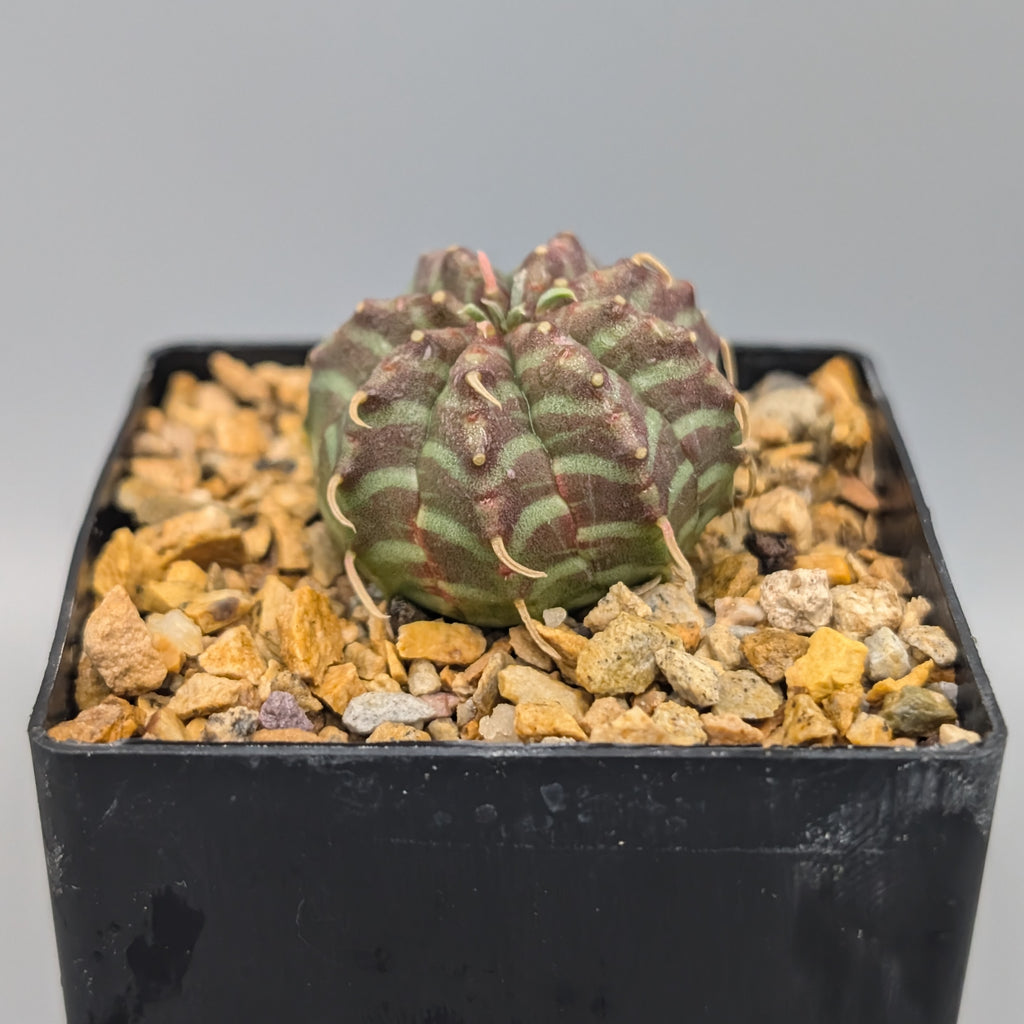 Euphorbia meloformis