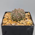 Euphorbia meloformis