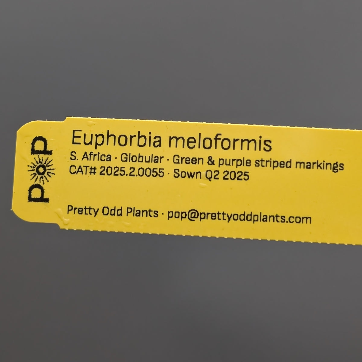 Euphorbia meloformis