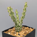 Euphorbia actinoclada (Lav 12224) - Small