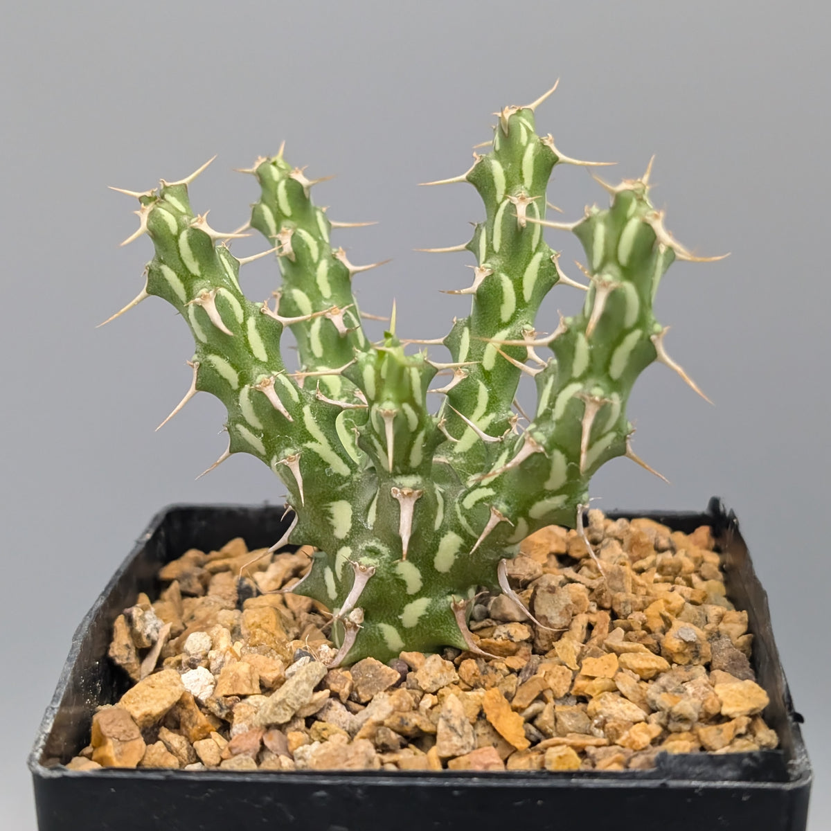 Euphorbia actinoclada (Lav 12224) - Small