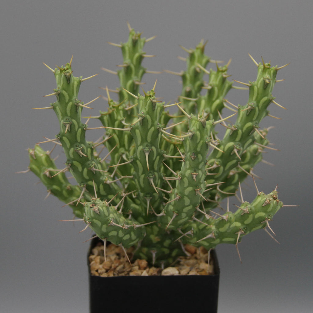 Euphorbia actinoclada (Lav 12224)