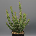 Euphorbia actinoclada (Lav 12224)