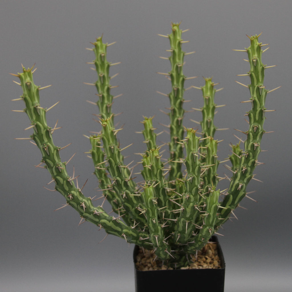 Euphorbia actinoclada (Lav 12224)