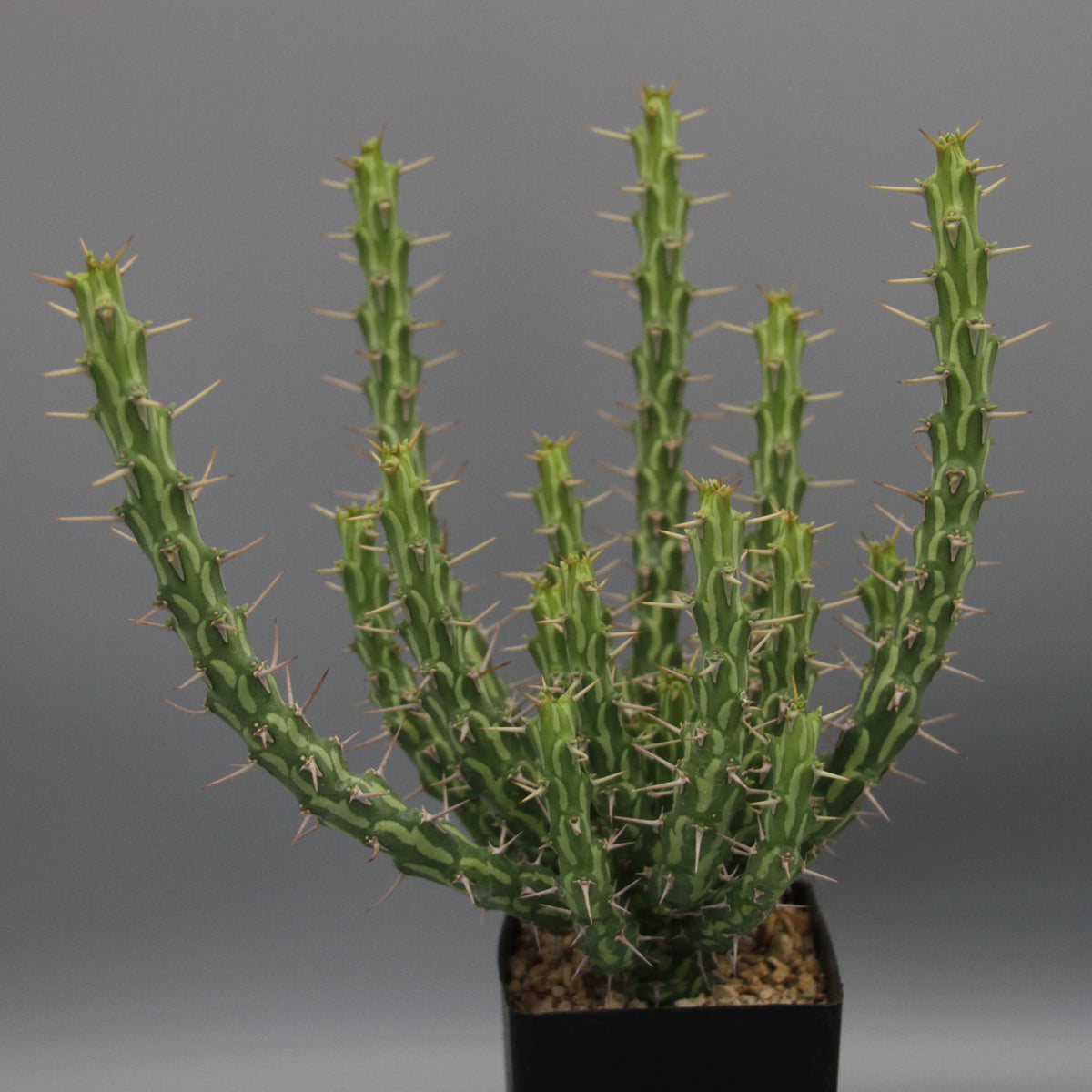 Euphorbia actinoclada (Lav 12224)