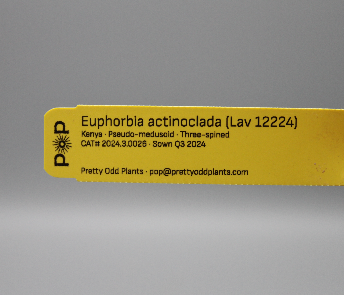 Euphorbia actinoclada (Lav 12224)