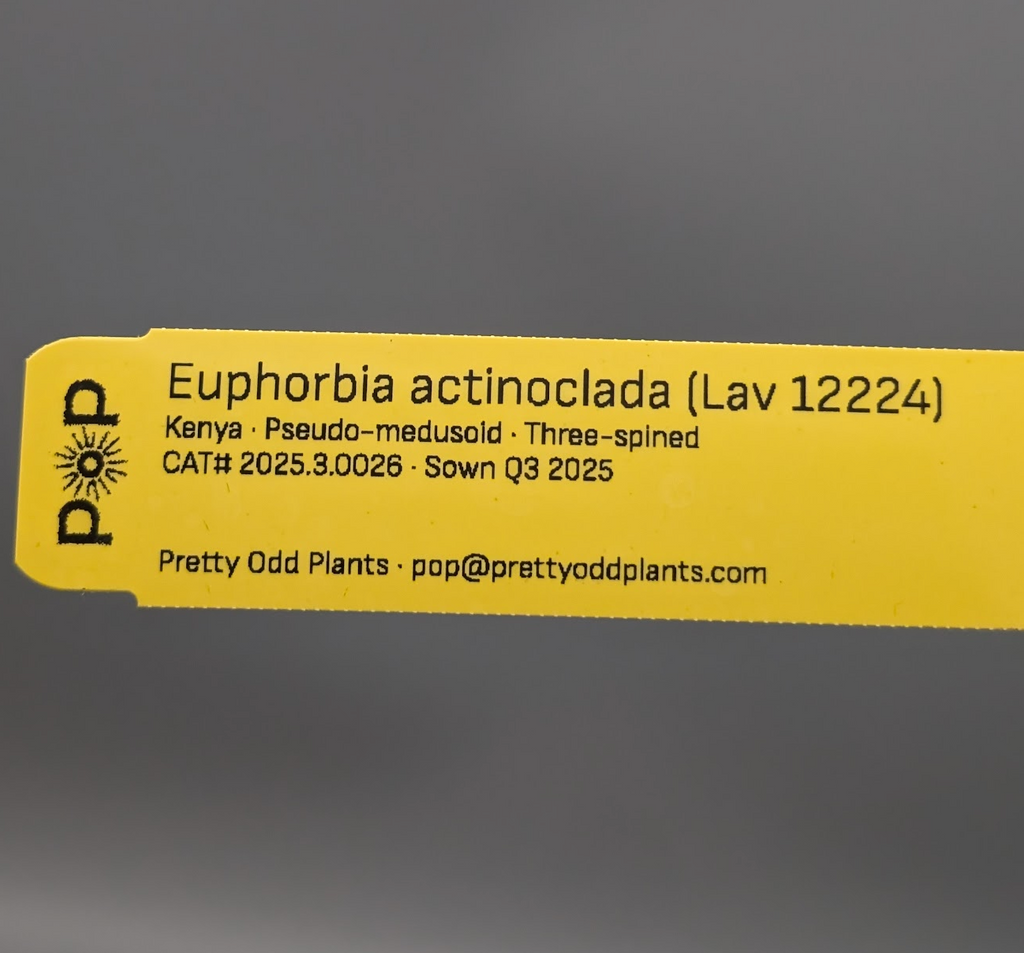 Euphorbia actinoclada (Lav 12224) - Small