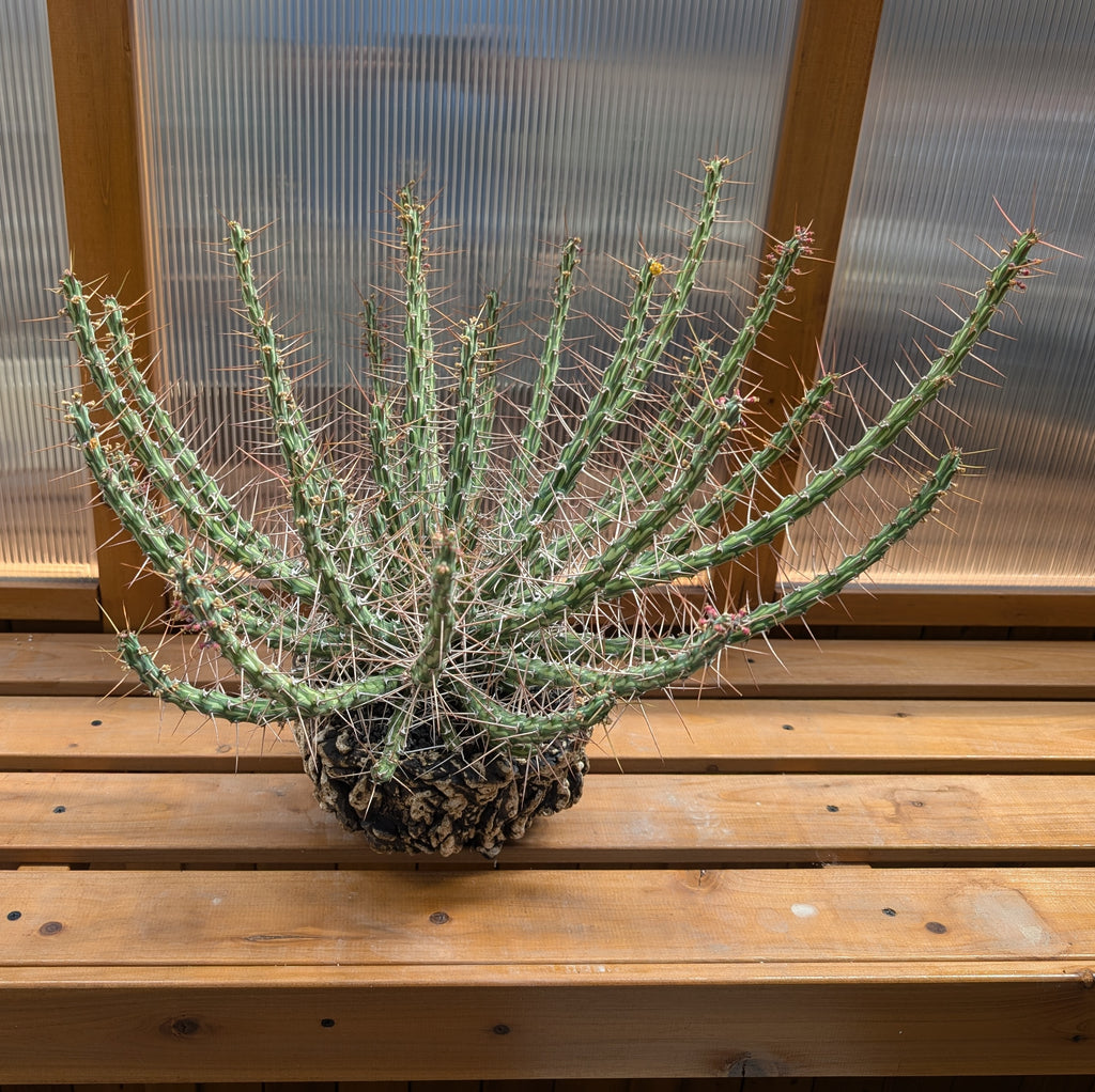 Euphorbia aff. kalisana - 5 Seeds