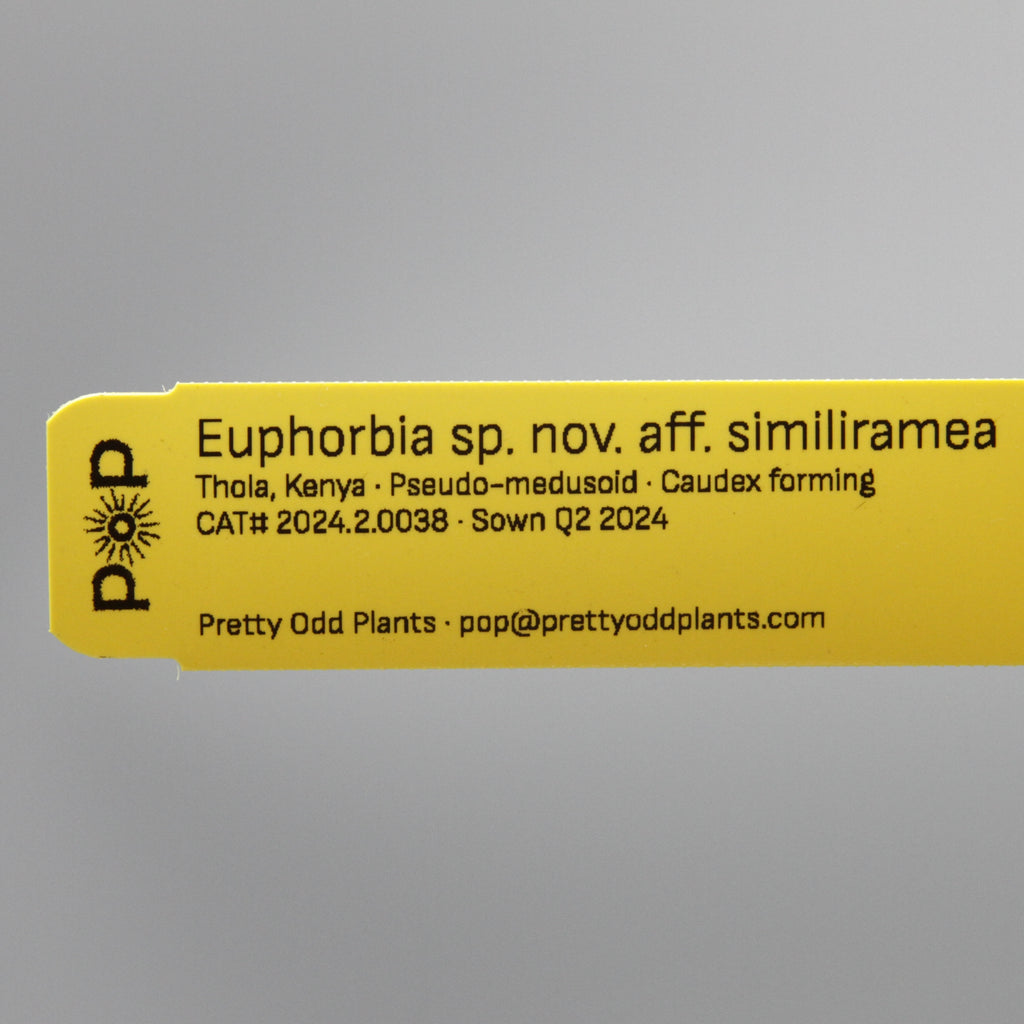 Euphorbia sp. nov. aff. similiramea