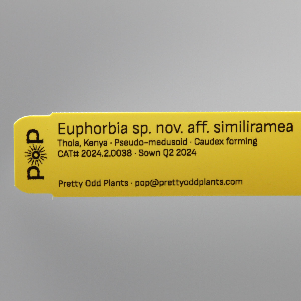 Euphorbia sp. nov. aff. similiramea