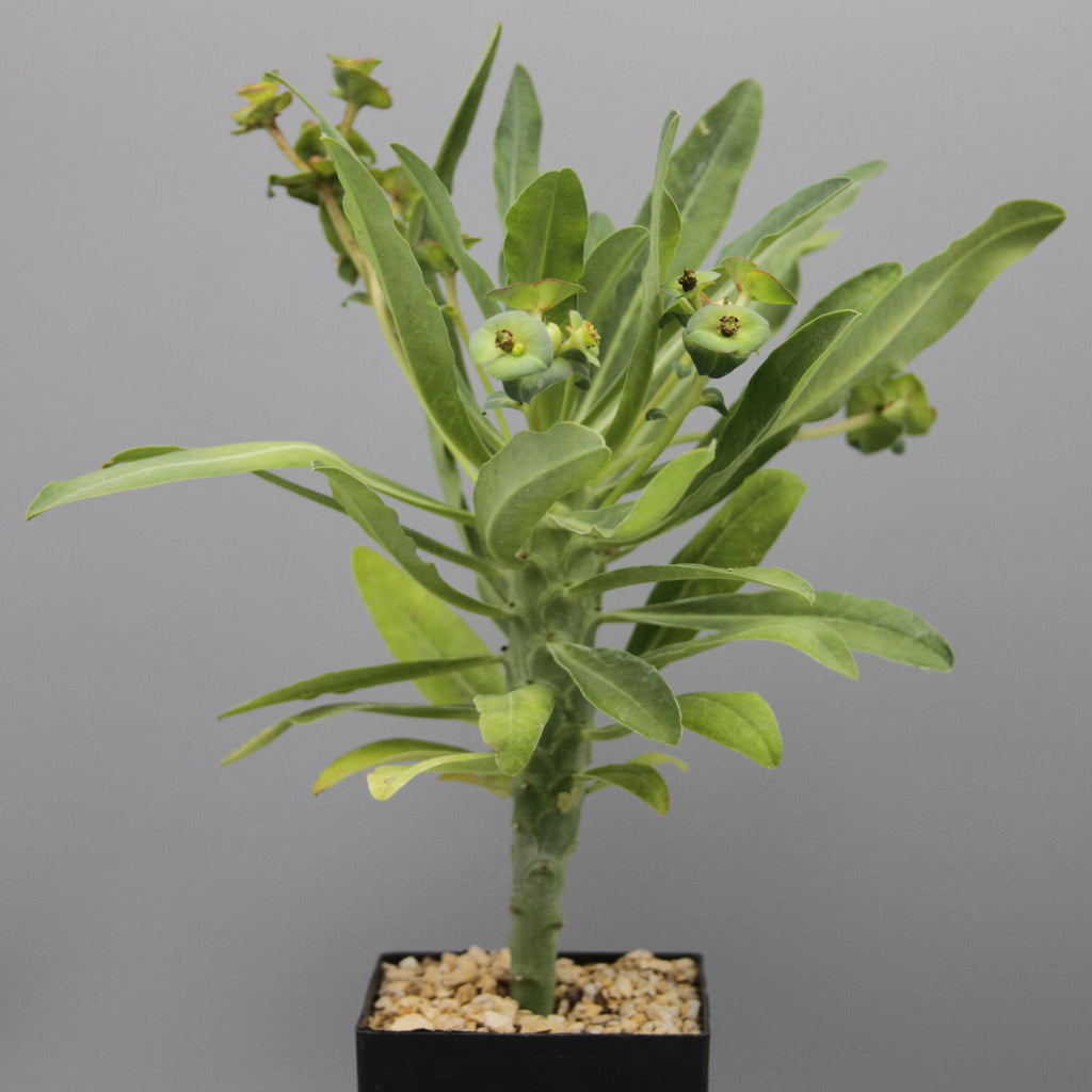 Euphorbia bubalina