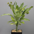 Euphorbia bubalina