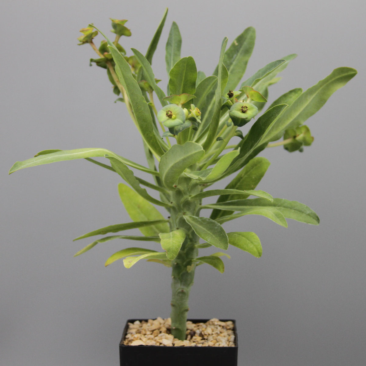 Euphorbia bubalina