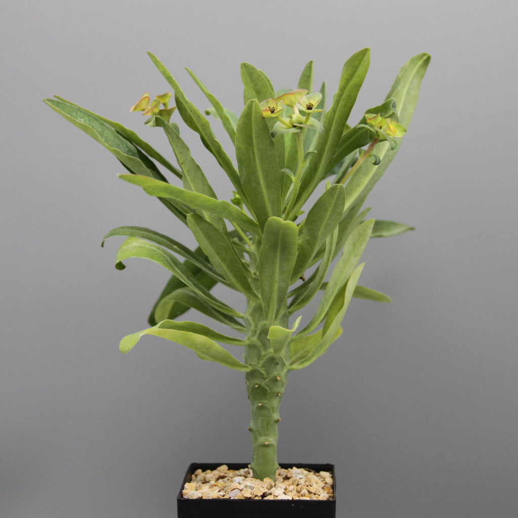 Euphorbia bubalina