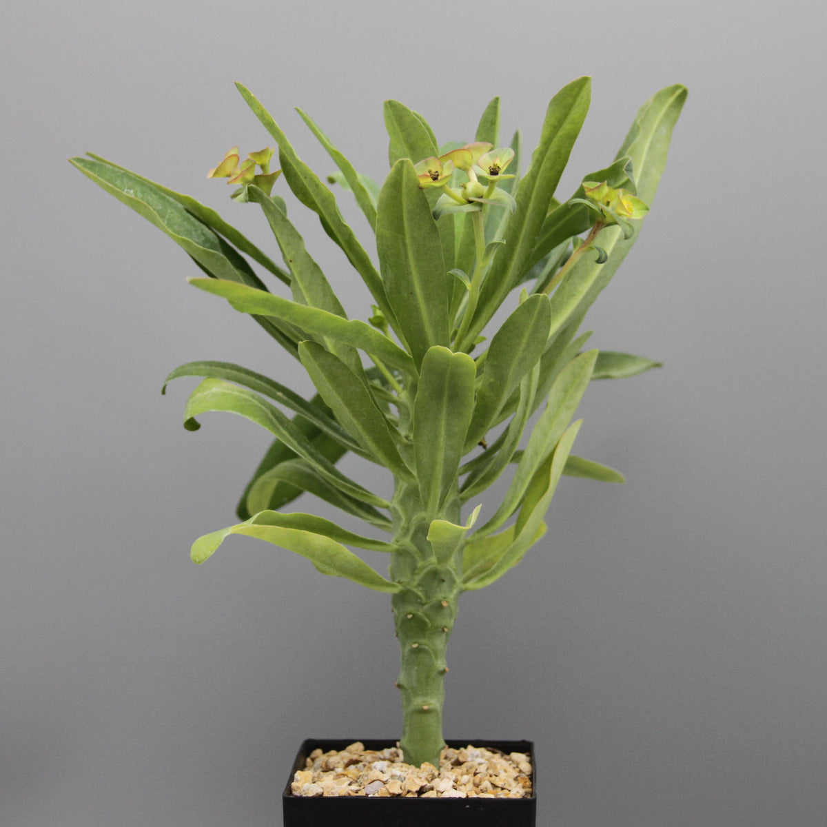 Euphorbia bubalina
