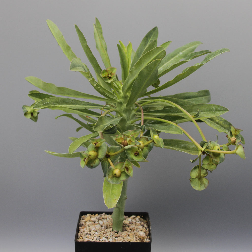 Euphorbia bubalina