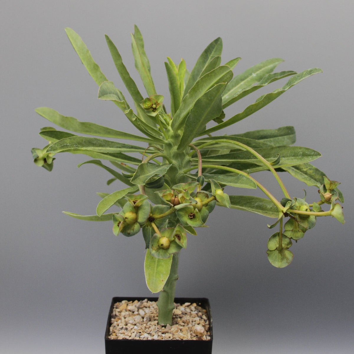 Euphorbia bubalina