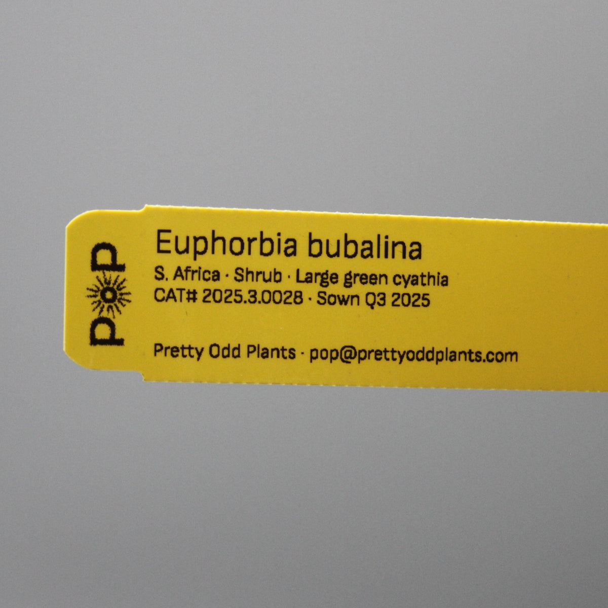 Euphorbia bubalina