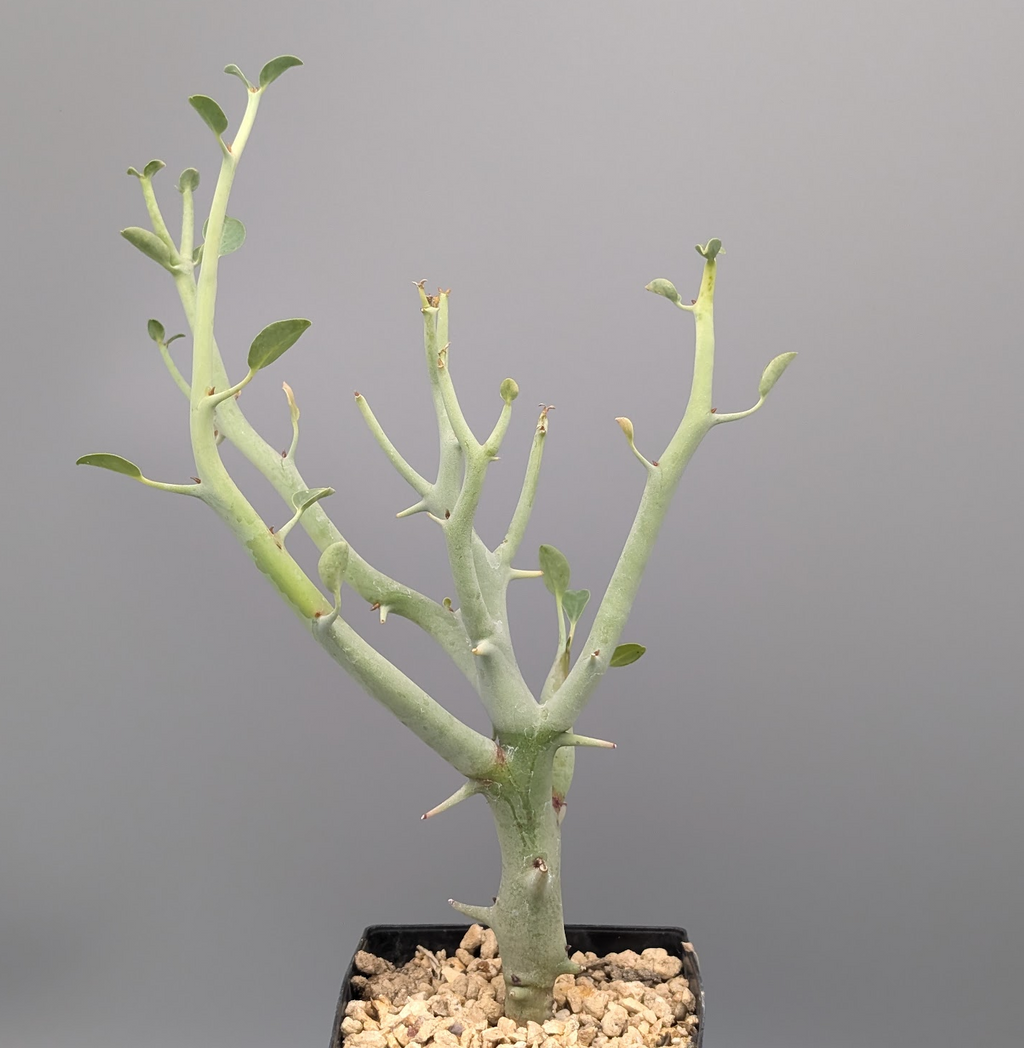 Euphorbia gareipina ssp. balsamea (WY 1202)