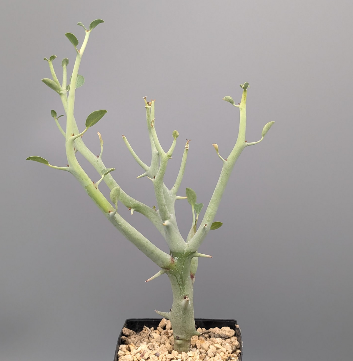 Euphorbia gareipina ssp. balsamea (WY 1202)