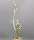 Euphorbia gareipina ssp. balsamea (WY 1202)