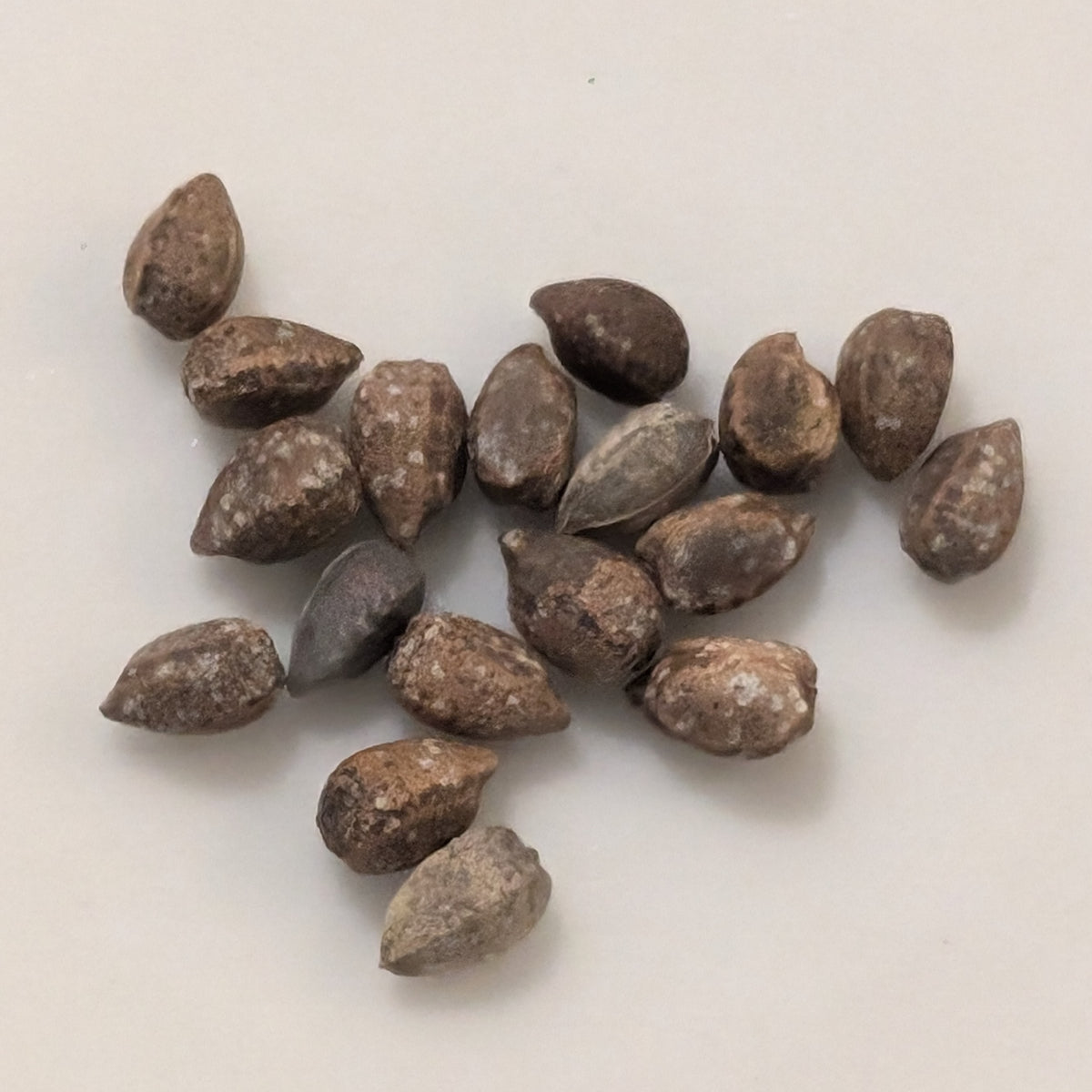 Euphorbia gareipina ssp. balsamea (WY 1202) - 5 Seeds