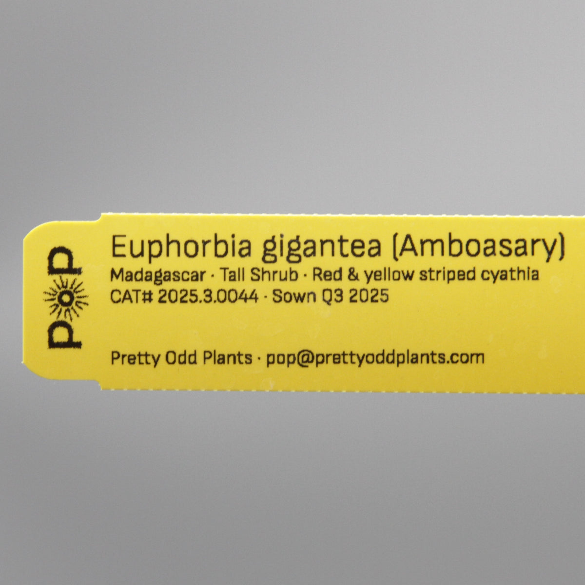 Euphorbia gigantea (Amboasary)