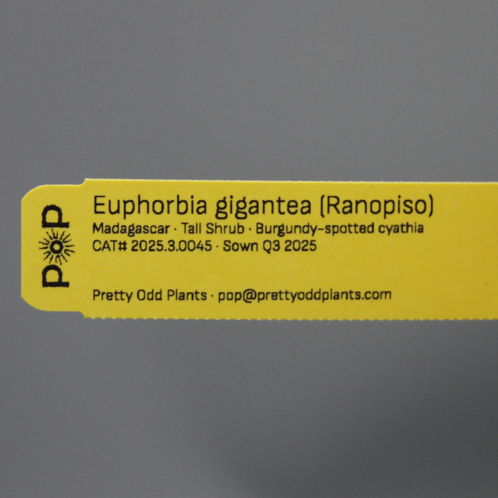 Euphorbia gigantea (Ranopiso)