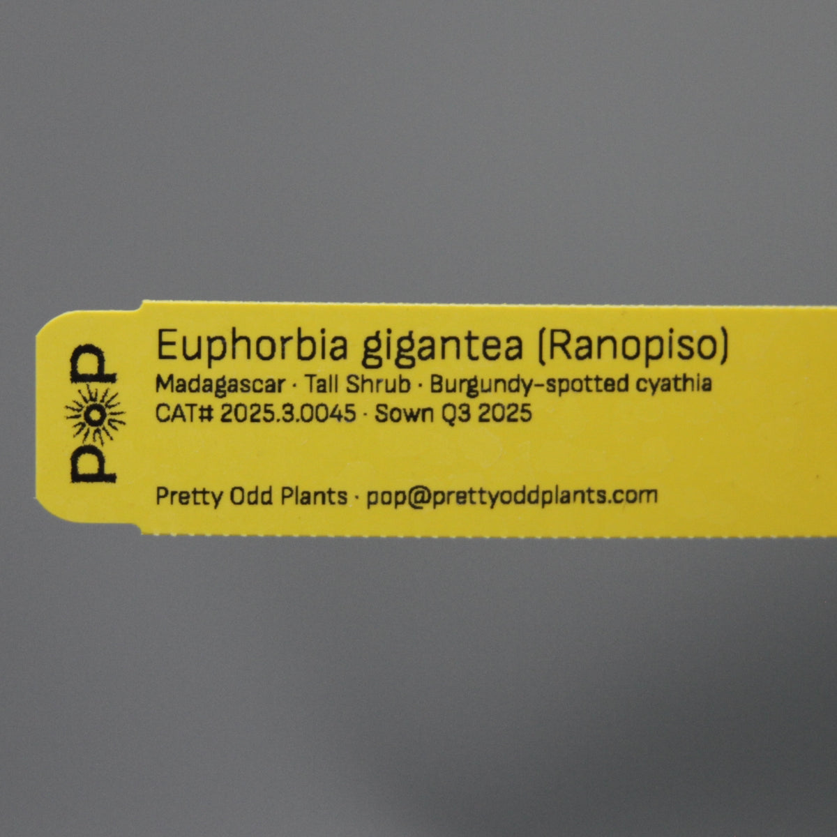 Euphorbia gigantea (Ranopiso)