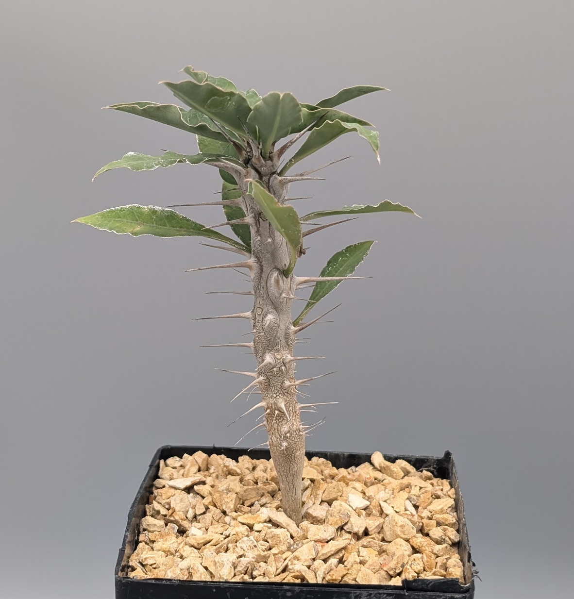 Euphorbia gigantea (Ranopiso)
