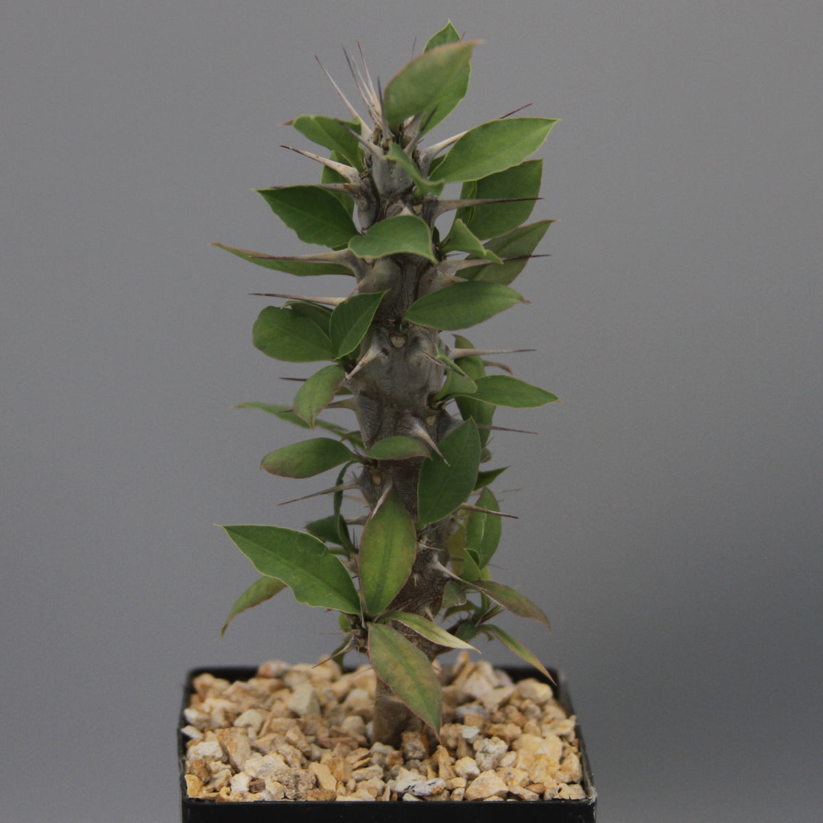 Euphorbia gigantea (Amboasary)