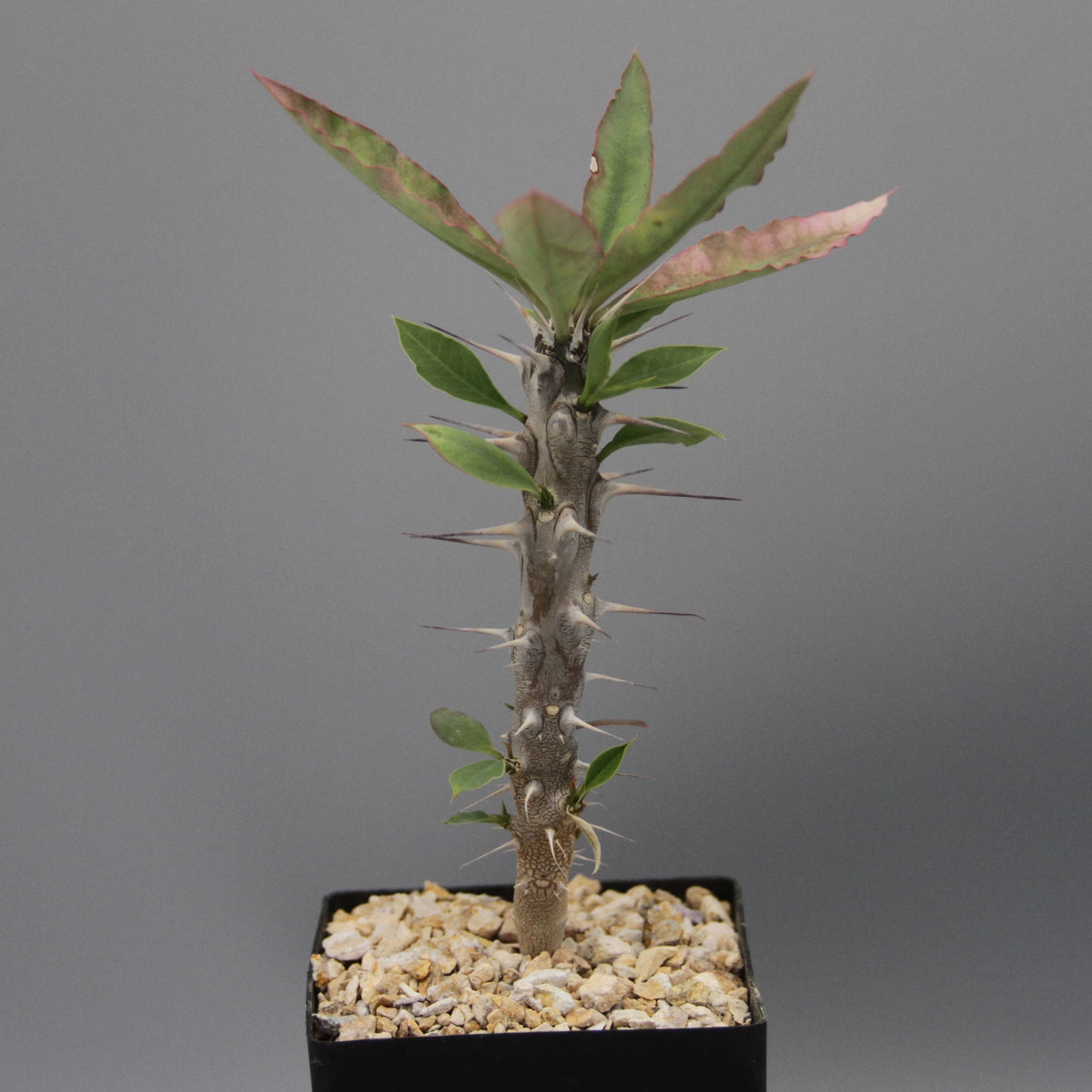 Euphorbia gigantea (Ranopiso)
