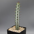 Euphorbia glochidiata