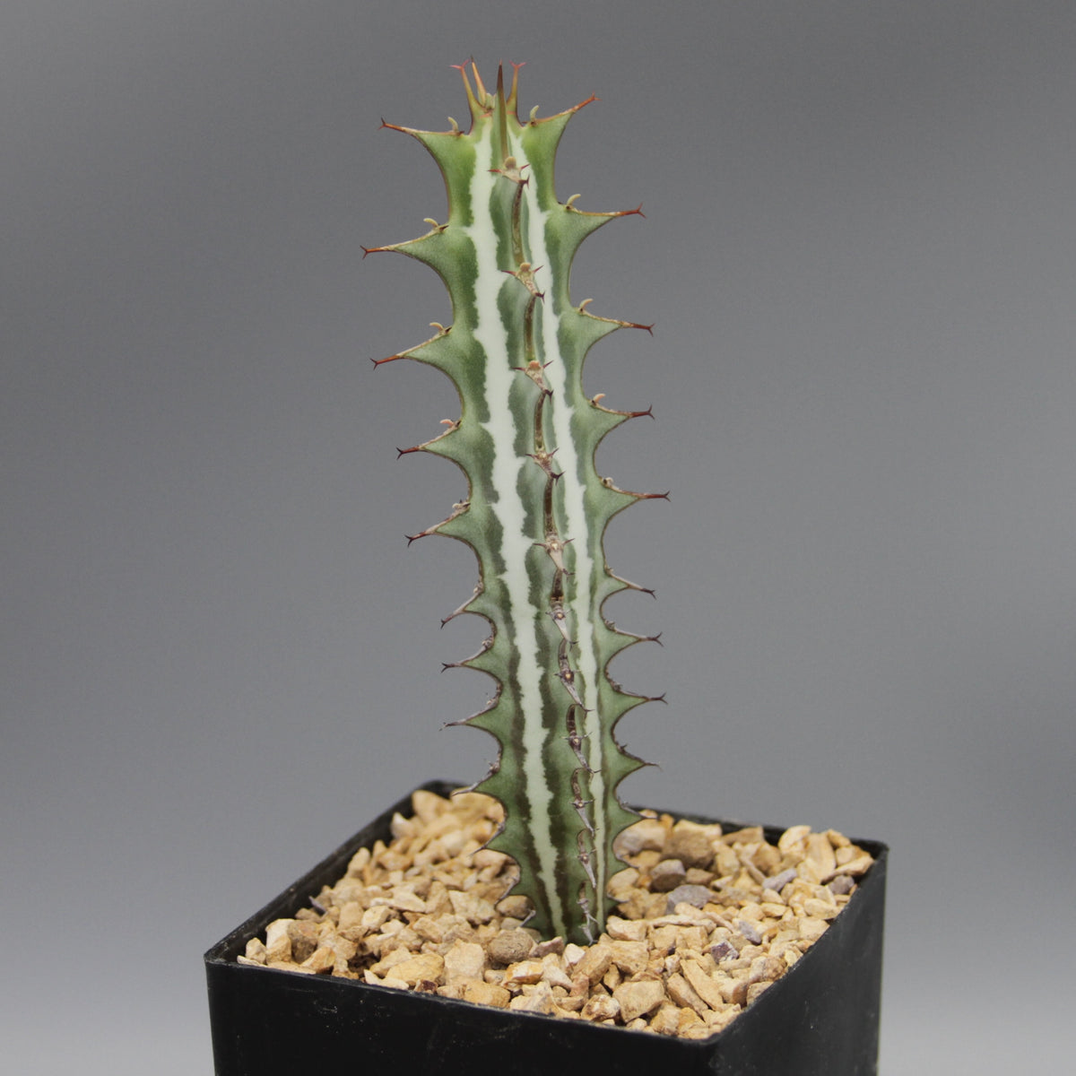 Euphorbia glochidiata