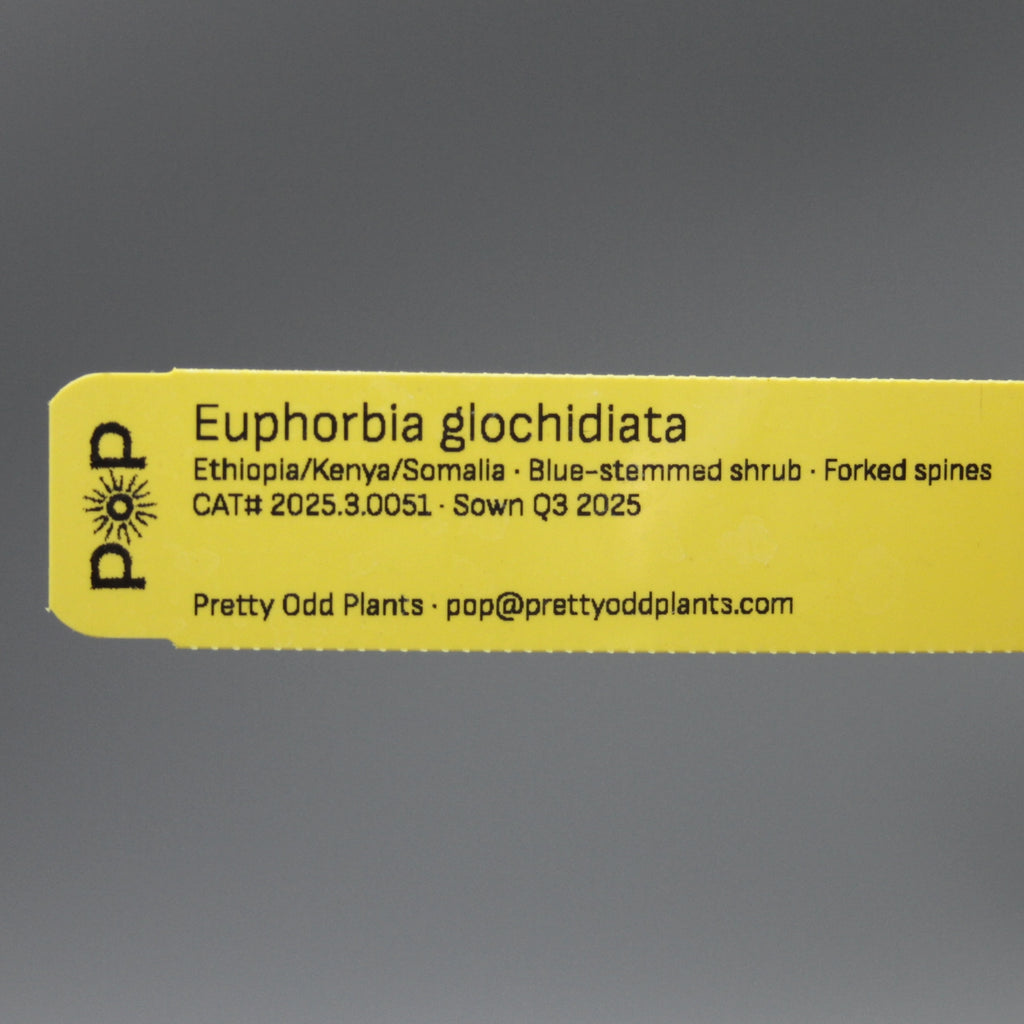 Euphorbia glochidiata