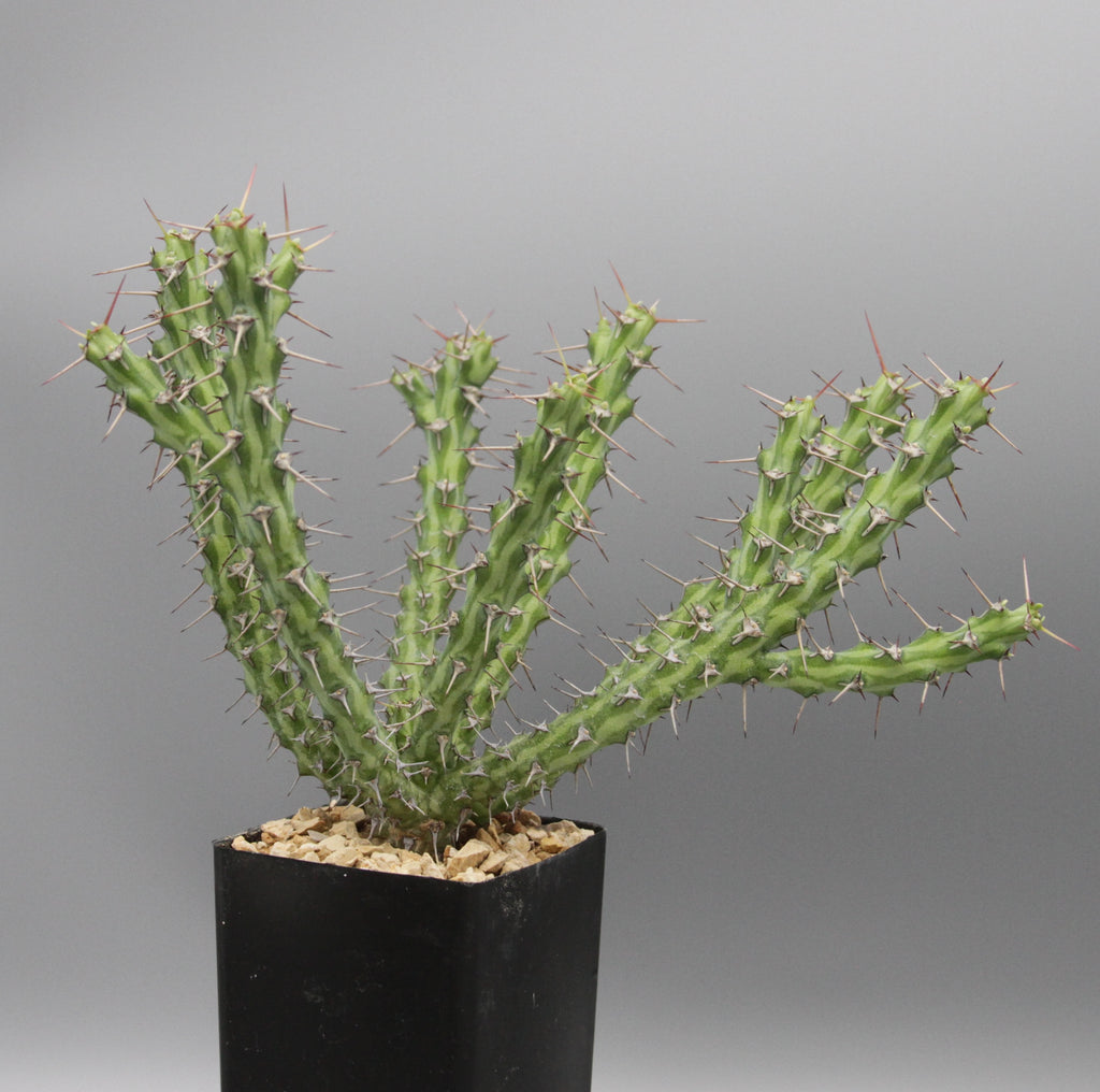 Euphorbia godana (Lav 13176)
