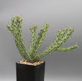 Euphorbia godana (Lav 13176)